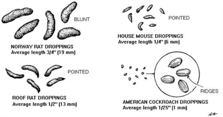 Graphic about roof rat droppings