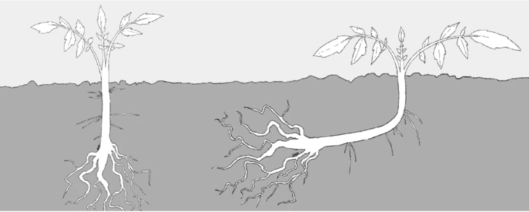 Illustration of deep and side planting. By Evan Adams.