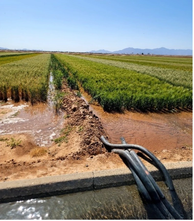 photo showing how Wheat and barley plots are getting irrigated at the Maricopa Agricultural Center