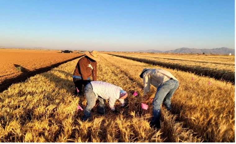 Photo showing stackpole and the farm crew harvesting microplots for grain yield and quality analyses