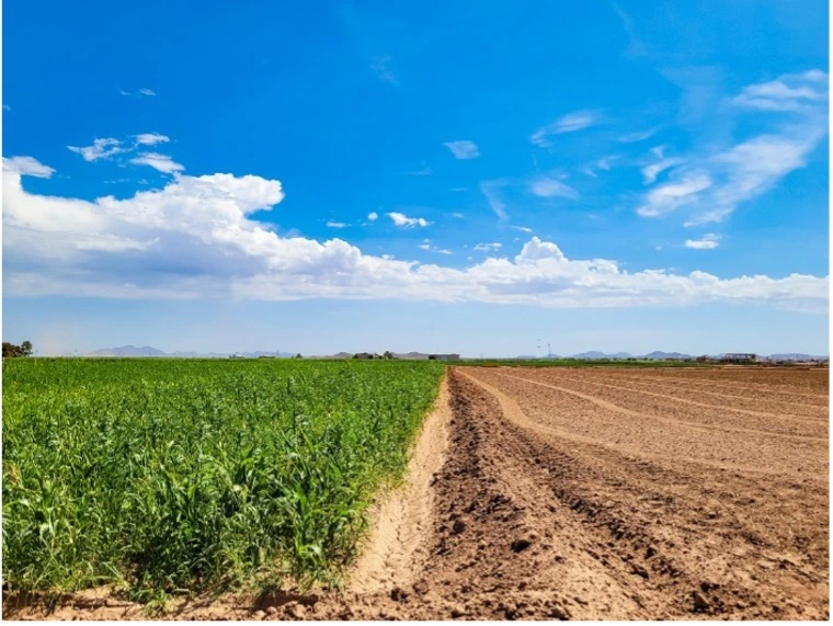 Photo showing cover crops (left) used to cover fallow soils (right) at the Maricopa Agricultural Center in Maricopa, AZ. 