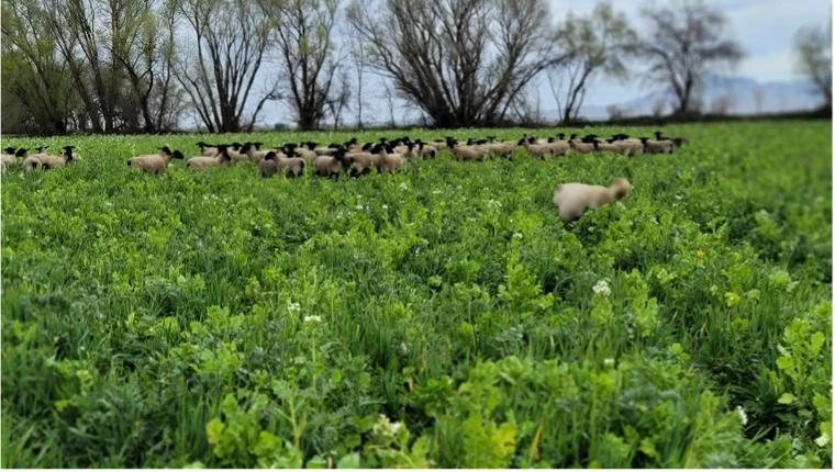 photo showing livestock feeding from cover crops.