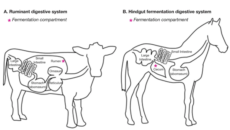 Sketch drawing of cow digestive system and horse digestive system