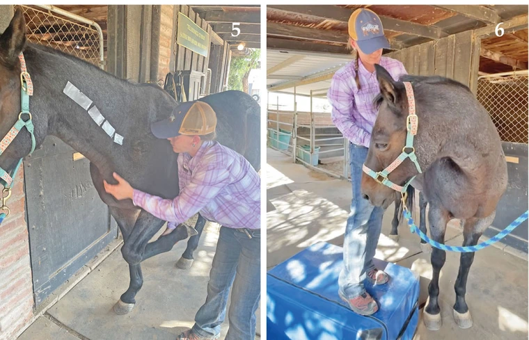Woman places hand under neck of horse. Woman gently brings horse's head to the side to bend the horse's neck.