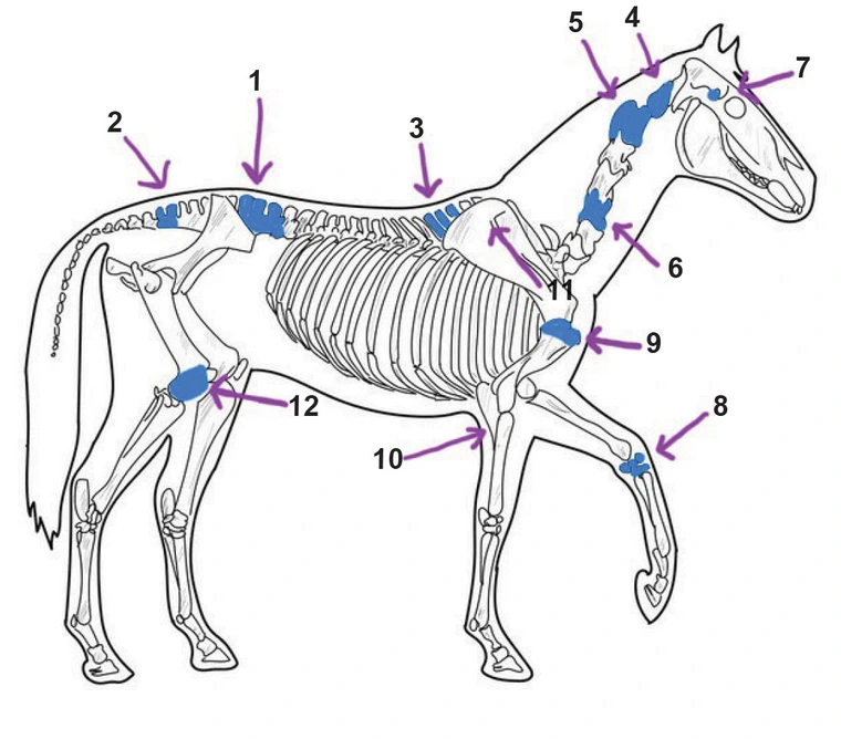 Sketch drawing of horse skeleton