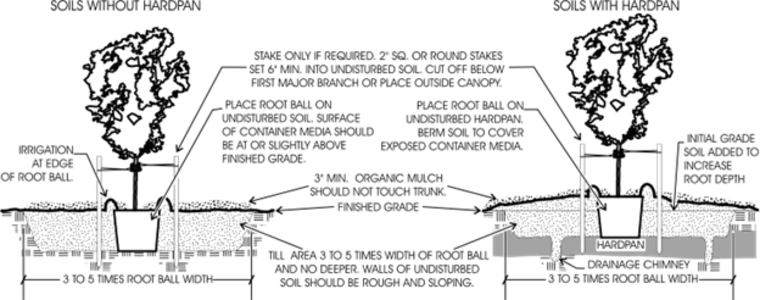 how to stake a tree in soil with and without hardpan