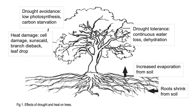 Illustration showing effects of drought on trees