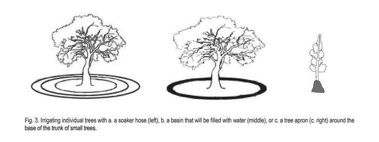 Graphic showing types of watering for trees