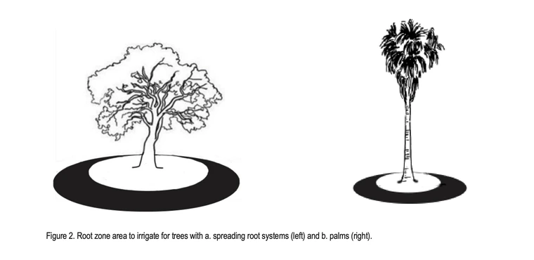 Graphic showing root zones of trees