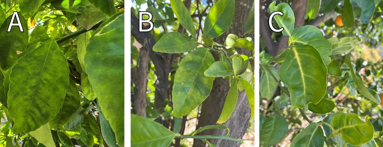 Citrus greening leaf symptoms showing mottling and yellow midvein.
