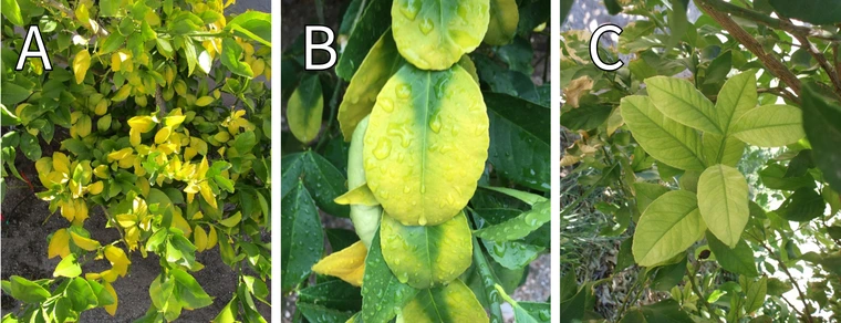 Citrus leaf nutritional deficiences showing nitrogen, magnesium, iron, zinc and manganese.