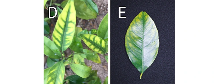 Citrus leaf nutritional deficiences showing nitrogen, magnesium, iron, zinc and maganese.