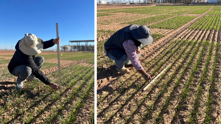 Two farm workers measuring plant height and stand count of seedlings in field.