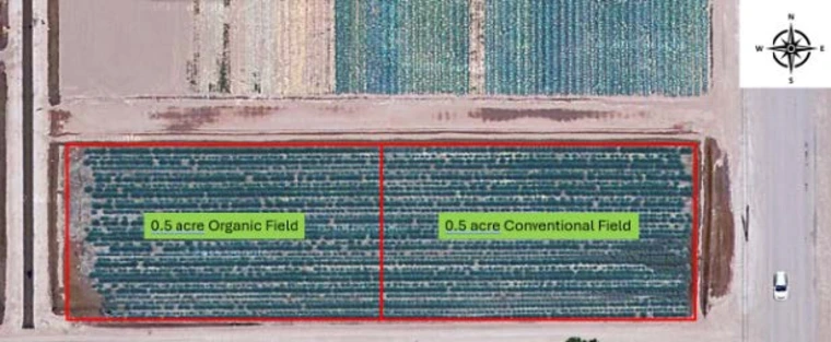Satellite image view of 1-acre field in Yuma Arizona planted with organic and conventional methods.