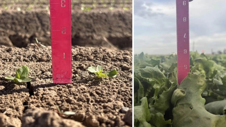Plant height measurements in the field at research center