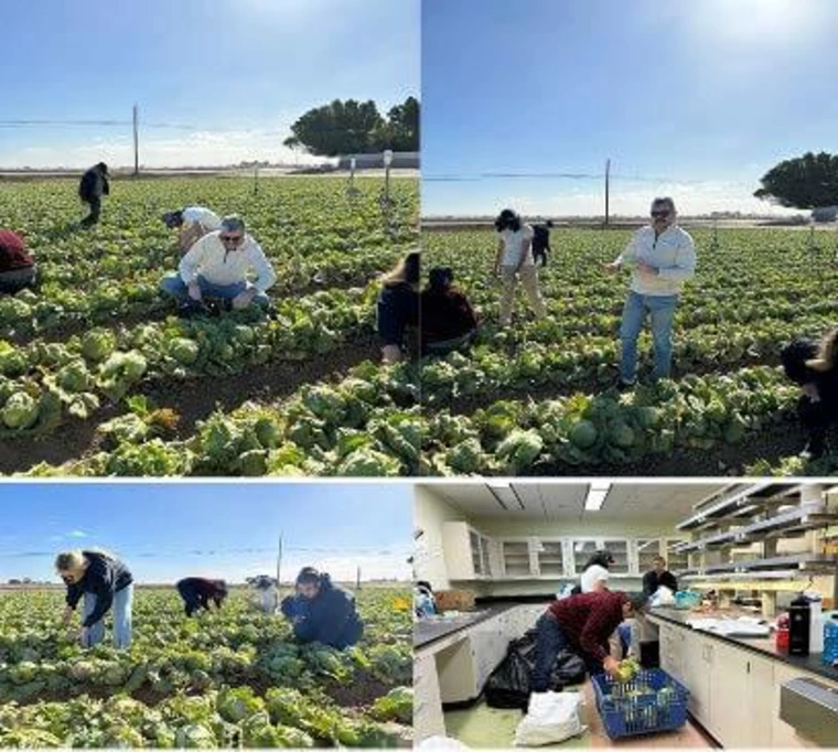 People harvesting lettuce in the field and measuring weight of harvest in the lab