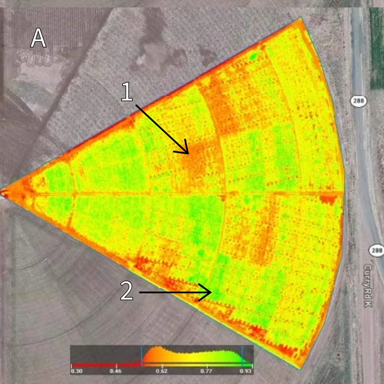 NDVI overhead drone photo showing average NDVI for guar irrigation experiment