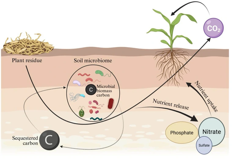 decomposing plants, soil microbes and plants with arrows showing how microbes mediate decomposition