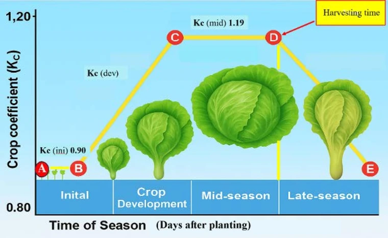 Line graph with crop coefficient on Y and time of season on X showing average coefficient for lettuce grown in Yuma