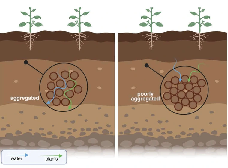 Profile view of plants in soil showing how water moves the well-aggregated soil and how it gets stuck in poorly aggregated soil