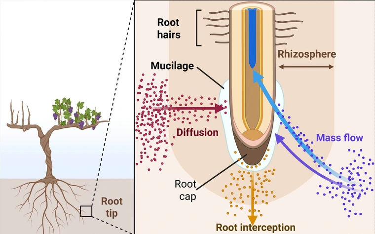 Animated closeup of plant root showinghow mass flow, diffusuion and root interception work.