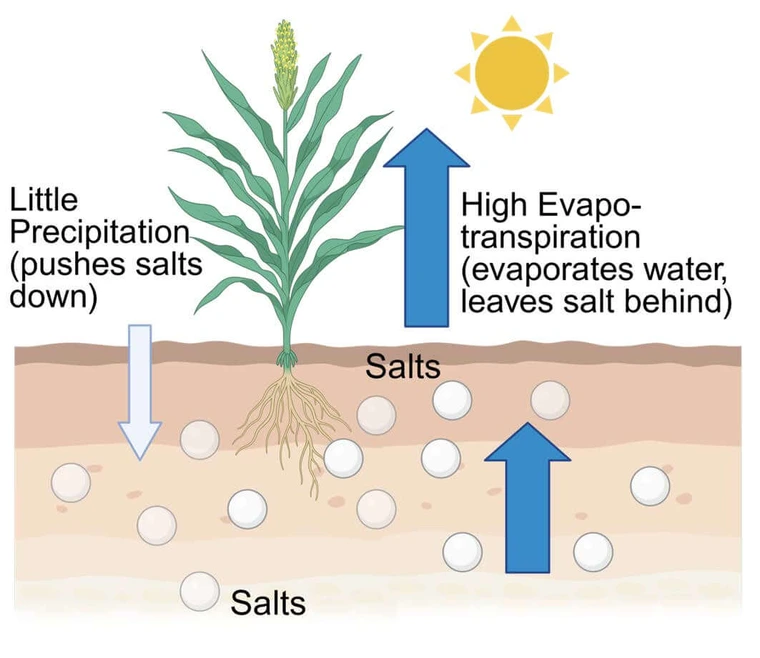 Side view of soil horizon and plant in sun showing how rain pushes don salt and water evaporating leaves salt behind in teh soil