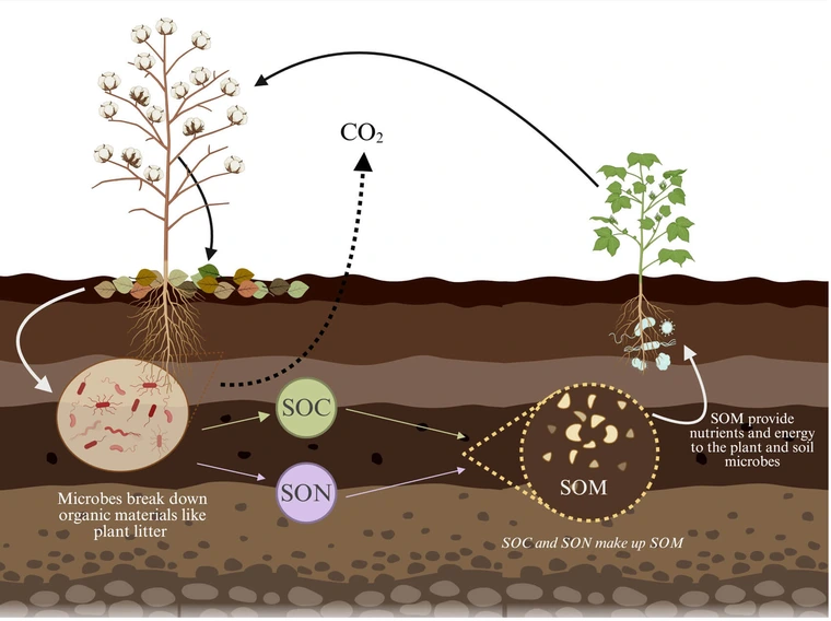 Conceptual diagram showing how plant debries in broken down by microbes, turned into SOC and SON and then providing nutritients to plants