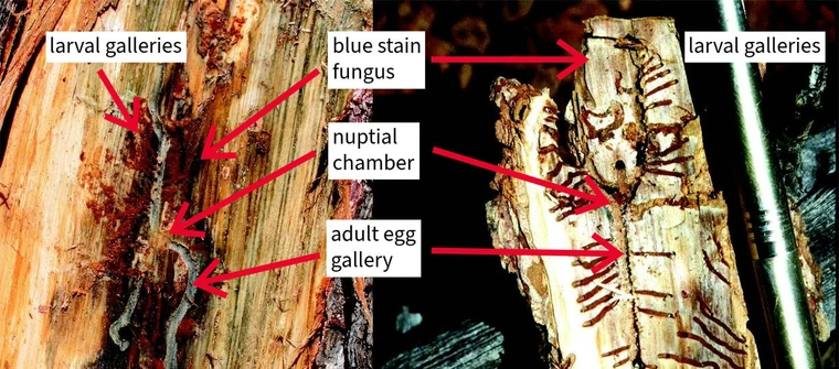 cross sections of trees showing adult egg gallaries, larval feedign gallaries and nuptial chamgers.