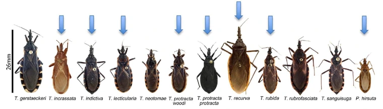 11 most common kissing bugs present in Arizona displayed in a line