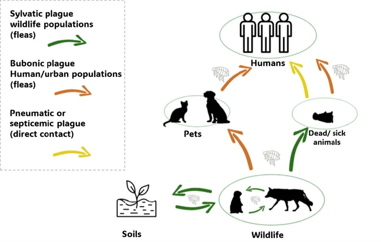 arrows between wildlife, pets and dead or sick animals showing how plague moves