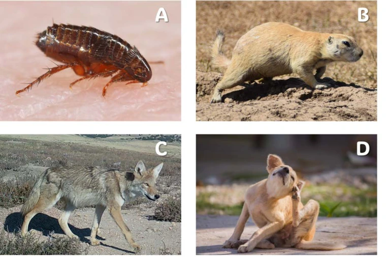 examples of animals that have transmitted plague