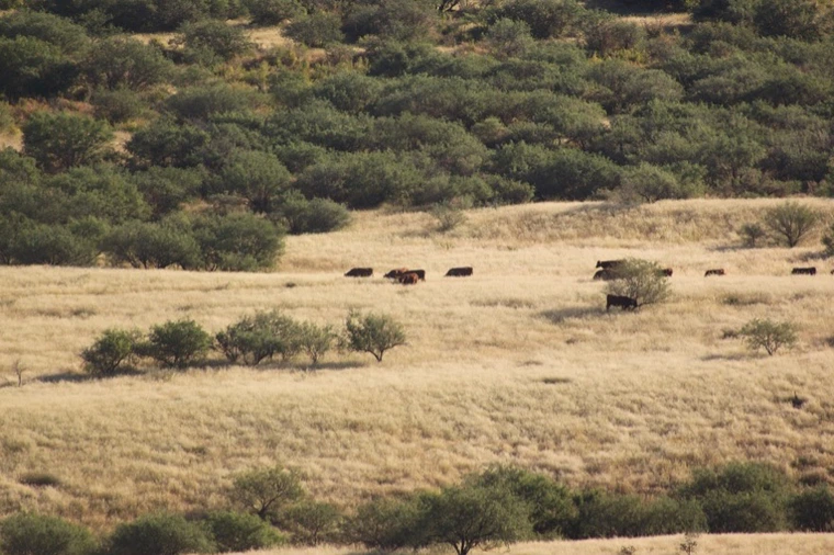 zoomed out view of cattle grazing in brown grass at Santa Rita Experimental Range