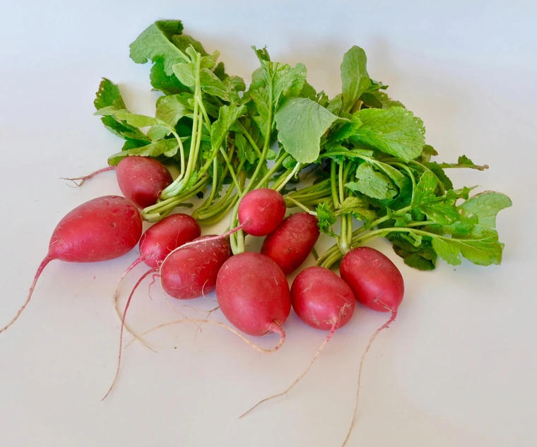 radish bunch sitting on white counter