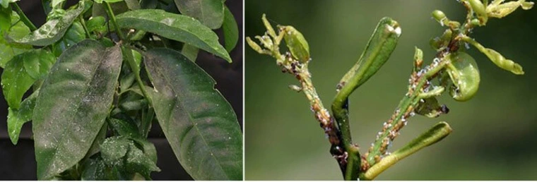 citrus leaves with black sooty mold and waxy filament on shoot curlings