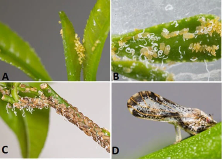 aphids at different morpholocial stages in live cycle on small leaves