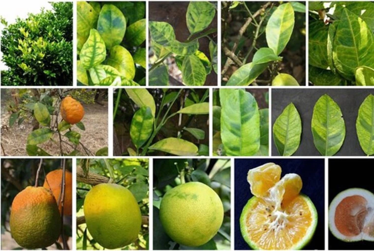 citrus tree leaves and fruit showing different identifiers of citrus greening