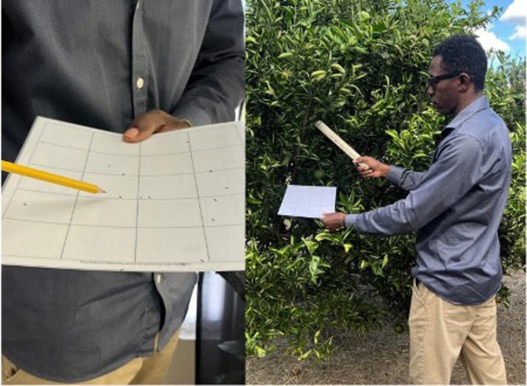 psyllids on caught on paper after shaking off tree with ruler