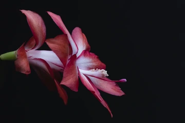 Photo of a Christmas cactus flower
