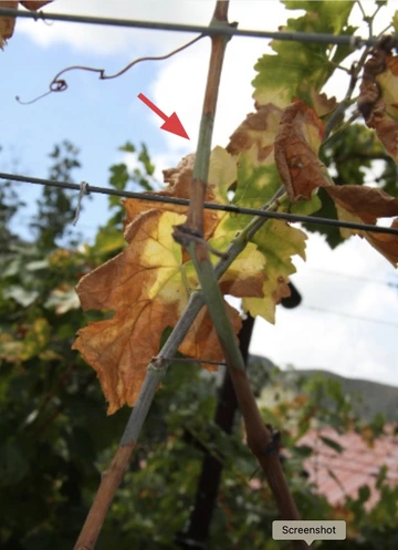 Photo of Pierce's disease on a grape leaf.