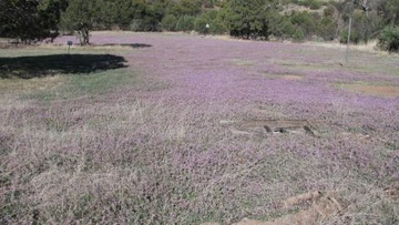 Photo of locoweed