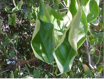 Drought-stressed citrus leaves showing typical curling