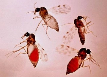 Group of adult no-see-um biting