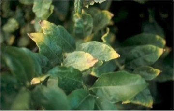 Salt damage on citrus leaves