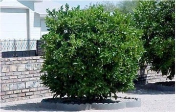 Basin irrigated citrus tree