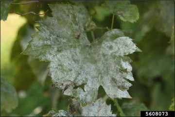 Grape leaf with hyphal infection.