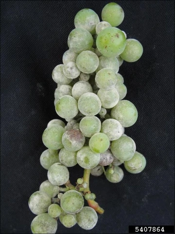 Powdery mildew infection on grape cluster