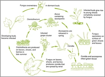 Lifecycle of powdery mildew