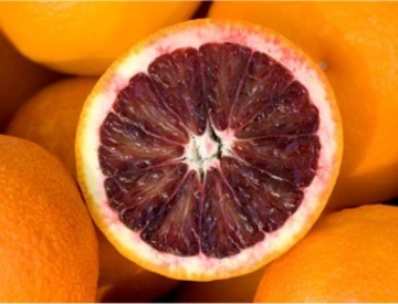 Moro blood orange