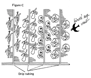 illustration showing drip tubing irrigation