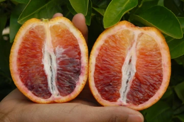 Smith Red blood orange.